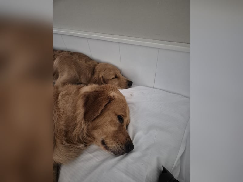 Erfahrener Deckrüde (KEIN VERKAUF)