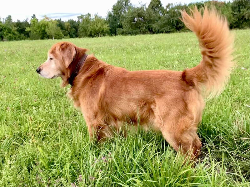 Deckrüde Red-Fox Golden Retriever mit bestem Wesen & starker Vererbung