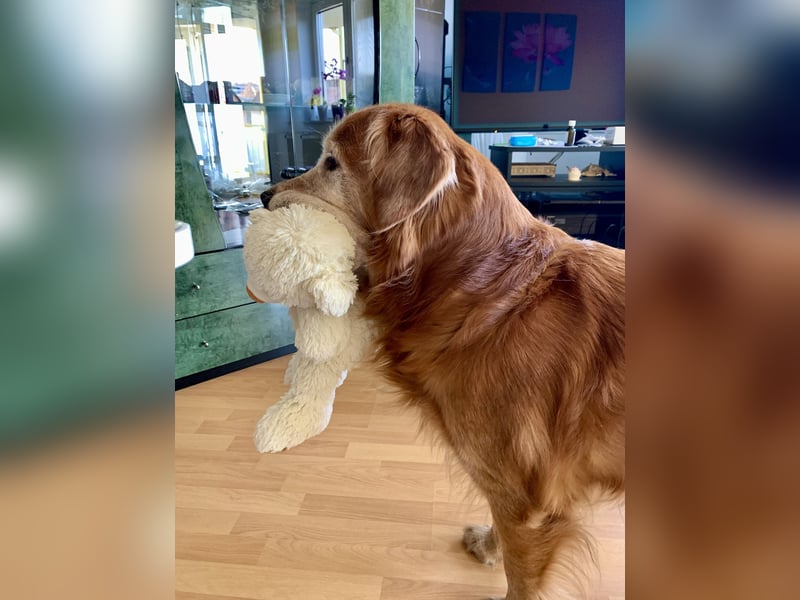 Deckrüde Red-Fox Golden Retriever mit bestem Wesen & starker Vererbung