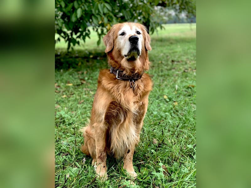 Deckrüde Red-Fox Golden Retriever mit bestem Wesen & starker Vererbung