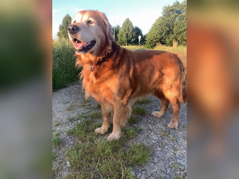 Deckrüde Red-Fox Golden Retriever mit bestem Wesen & starker Vererbung