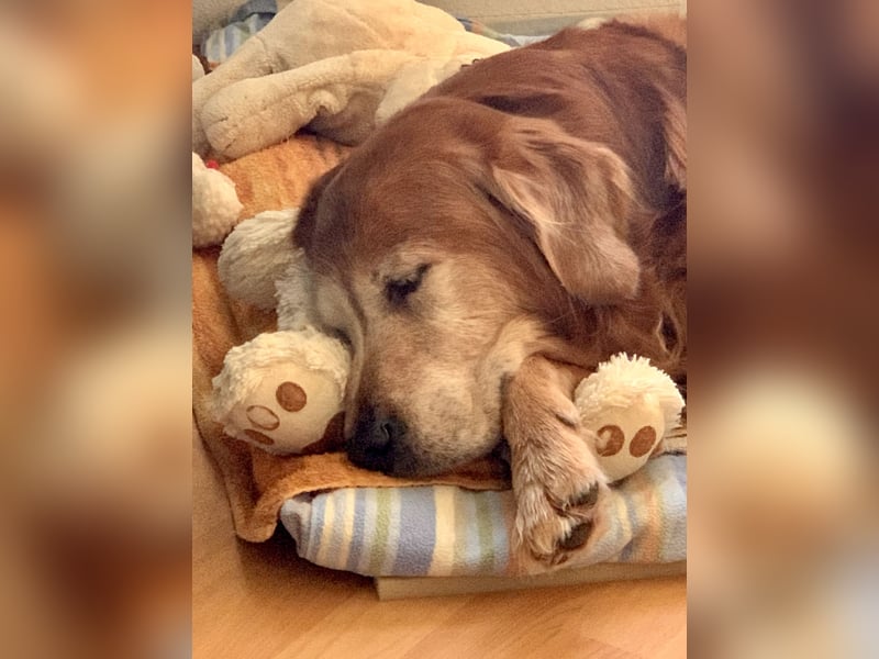 Deckrüde Red-Fox Golden Retriever mit bestem Wesen & starker Vererbung