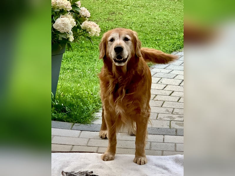 Deckrüde Red-Fox Golden Retriever mit bestem Wesen & starker Vererbung