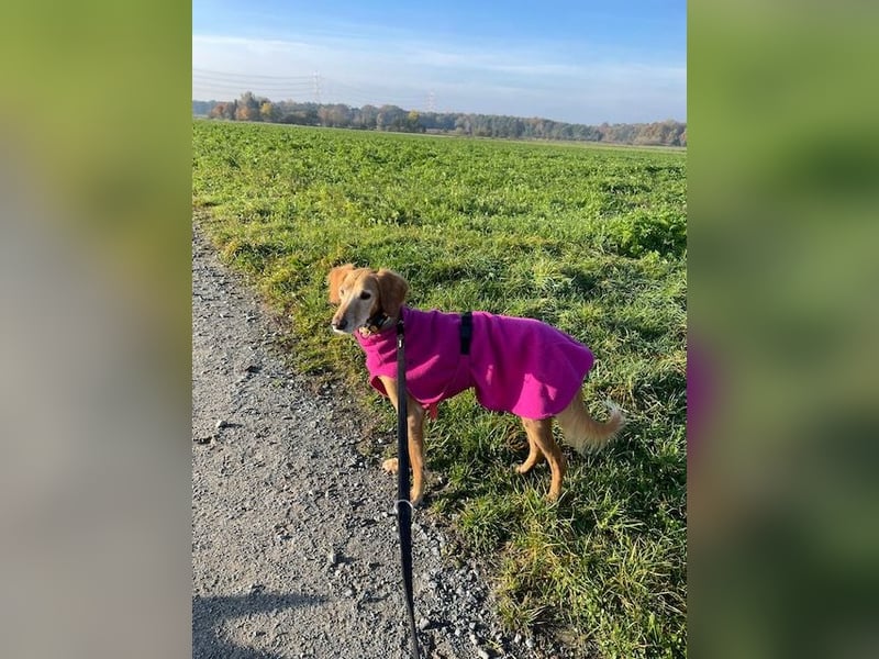 Aufgeschlossener und abenteuerlustiger LIO sucht ein eigenes Zuhause!