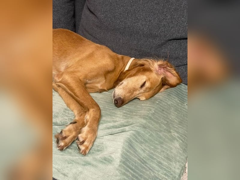 Aufgeschlossener und abenteuerlustiger LIO sucht ein eigenes Zuhause!