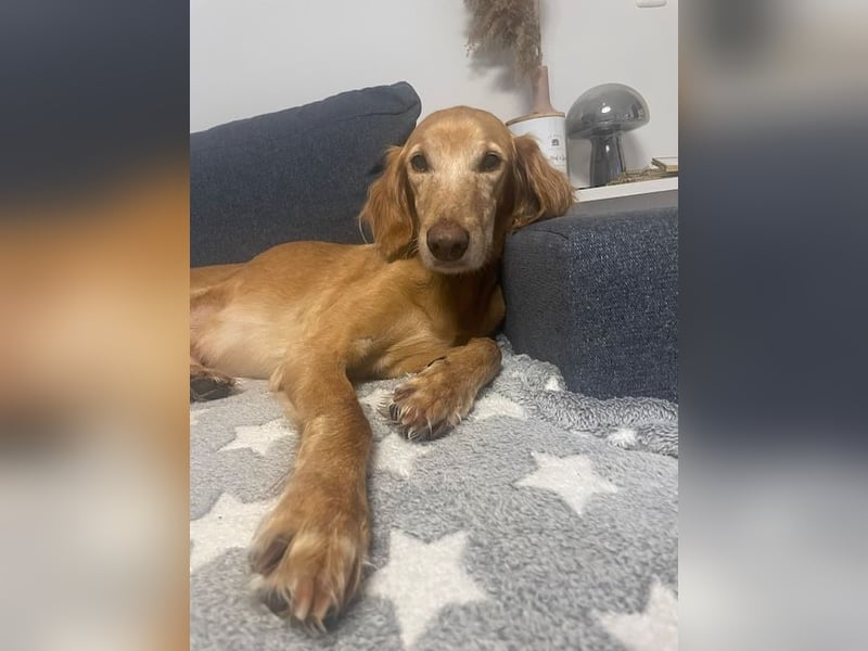 Aufgeschlossener und abenteuerlustiger LIO sucht ein eigenes Zuhause!