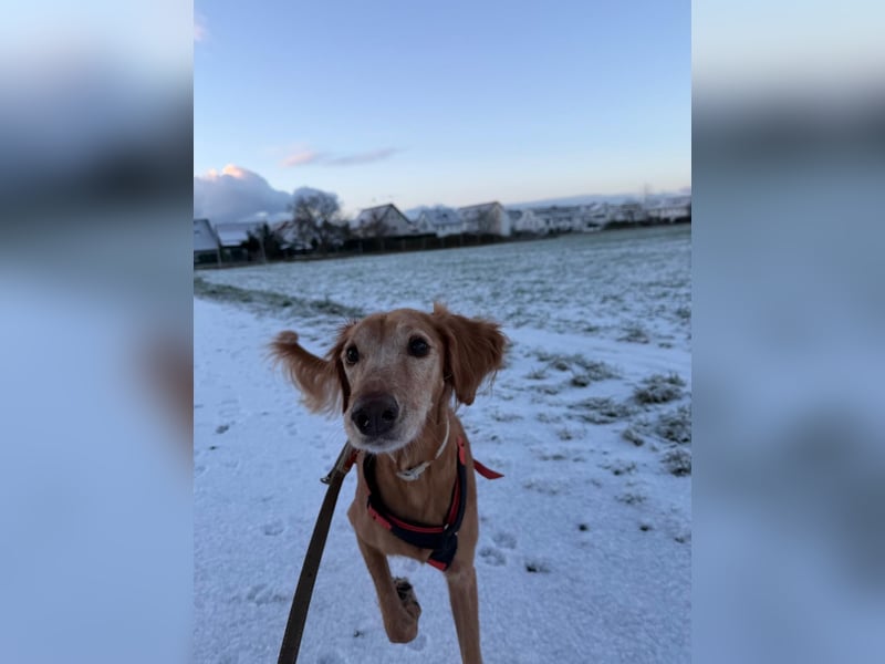 Aufgeschlossener und abenteuerlustiger LIO sucht ein eigenes Zuhause!