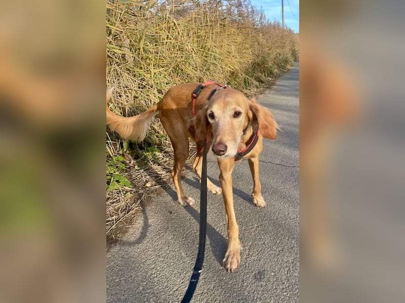 Aufgeschlossener und abenteuerlustiger LIO sucht ein eigenes Zuhause!