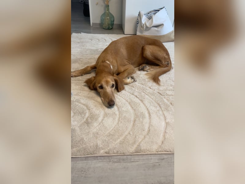 Aufgeschlossener und abenteuerlustiger LIO sucht ein eigenes Zuhause!