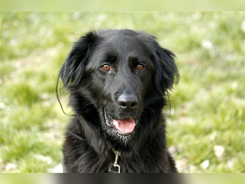 Prinz, Retriever-Hovawart, geb. 2015, ein toller Hund in den richtigen Händen