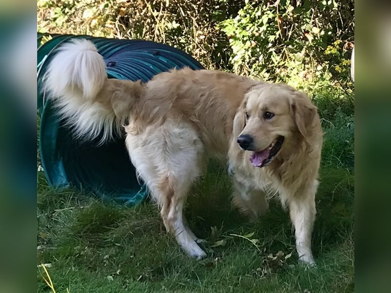 Erfahrener Golden Retriever Rüde im besten Alter