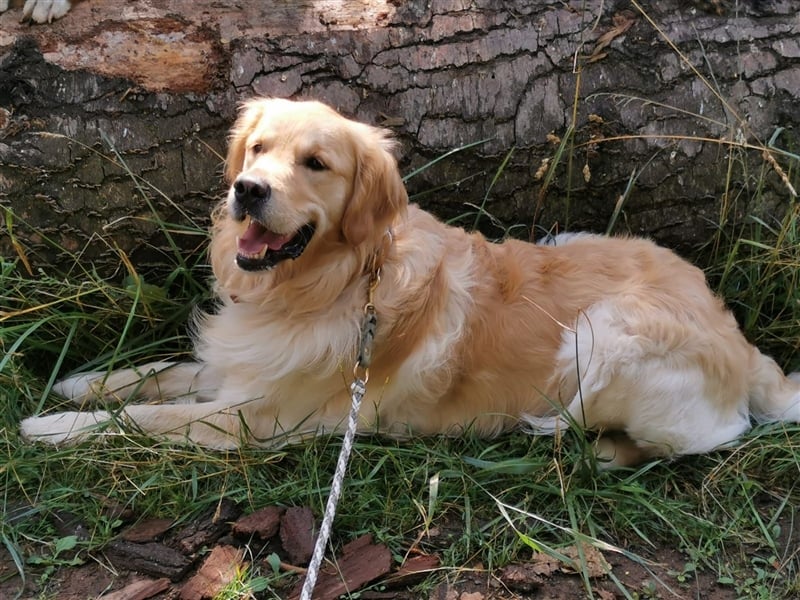 Erfahrener Golden Retriever Rüde im besten Alter