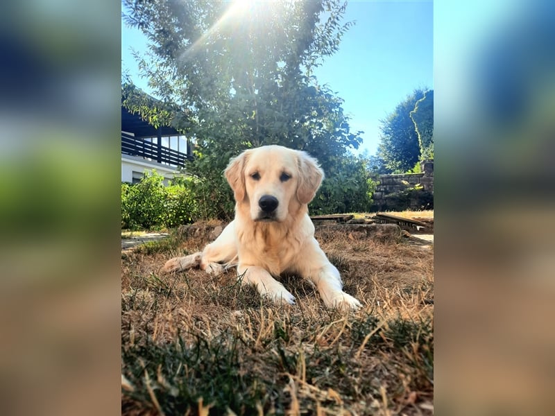 Erfahrener Golden Retriever Rüde im besten Alter