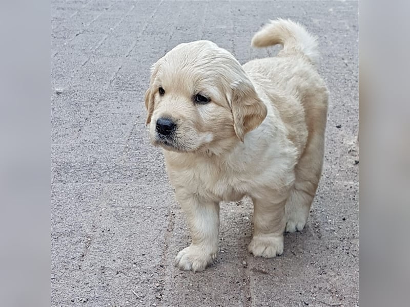 Erfahrener Golden Retriever Rüde im besten Alter