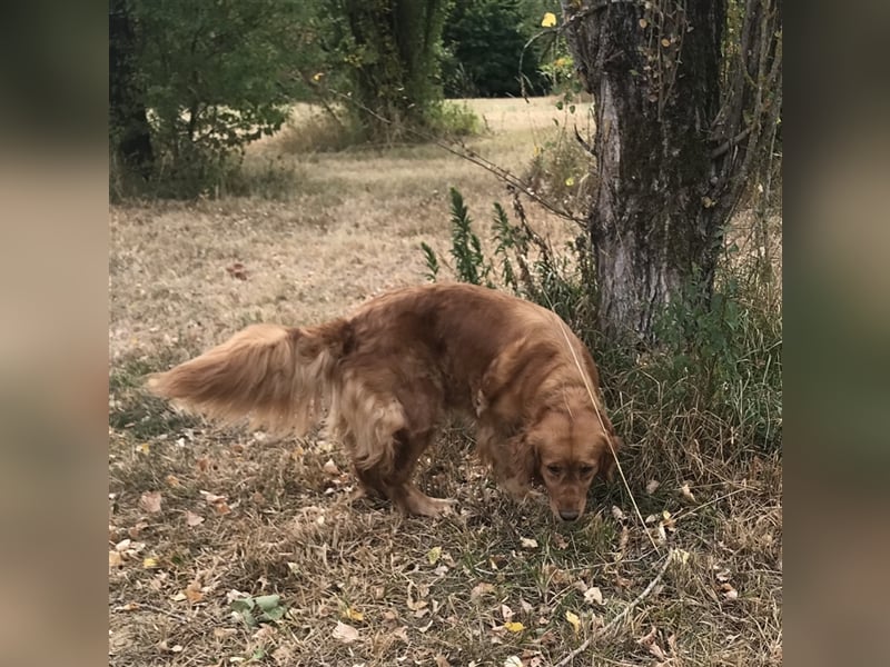 Erfahrener Golden Retriever Rüde im besten Alter