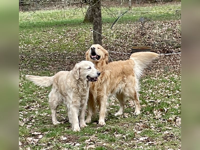 Erfahrener Golden Retriever Rüde im besten Alter