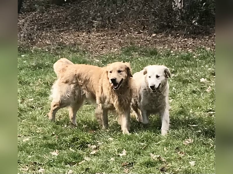 Erfahrener Golden Retriever Rüde im besten Alter