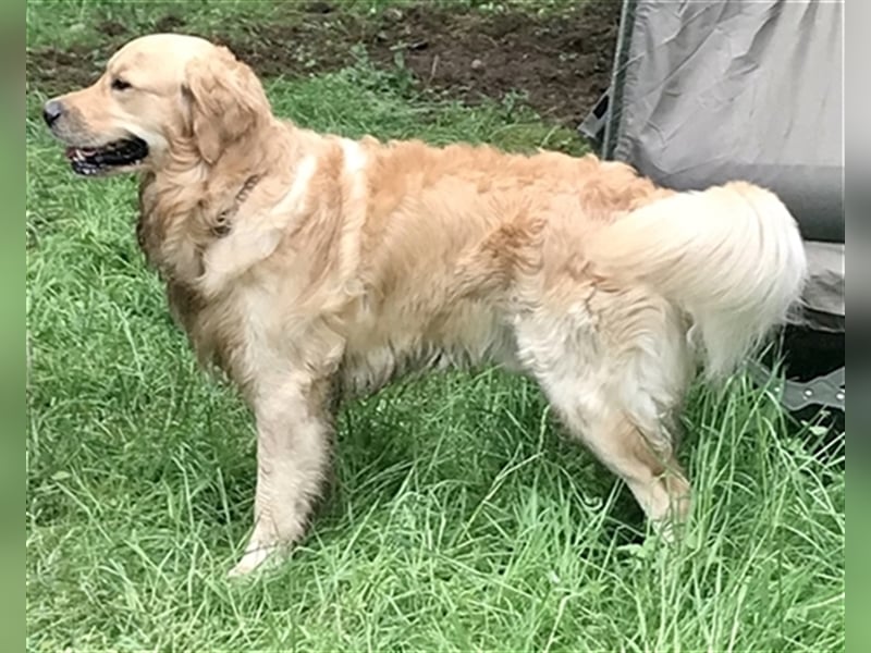 Erfahrener Golden Retriever Rüde im besten Alter