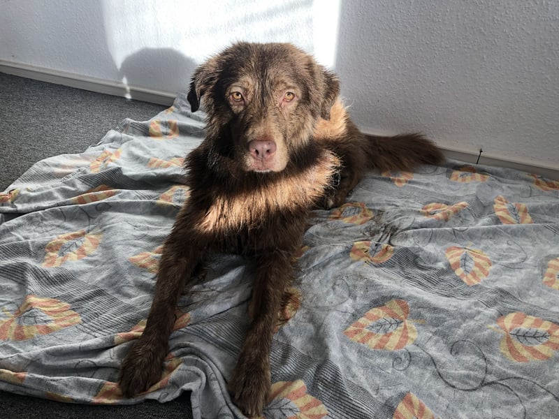 Deckrüde Bruno (7 Jahre) sucht liebevolle Partnerin – wir wünschen uns einen Welpen von ihm