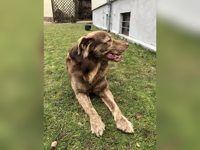 Deckrüde Bruno (7 Jahre) sucht liebevolle Partnerin – wir wünschen uns einen Welpen von ihm