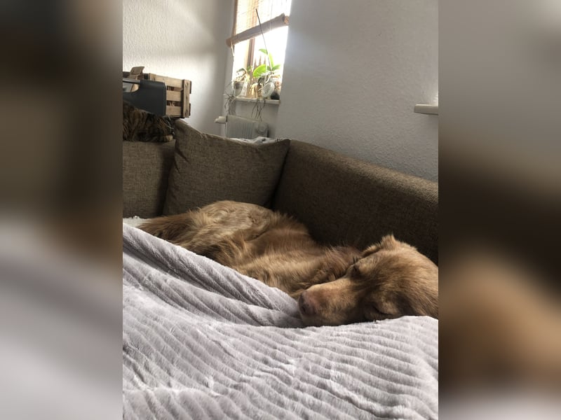 Deckrüde Bruno (7 Jahre) sucht liebevolle Partnerin – wir wünschen uns einen Welpen von ihm