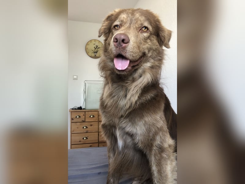 Deckrüde Bruno (7 Jahre) sucht liebevolle Partnerin – wir wünschen uns einen Welpen von ihm