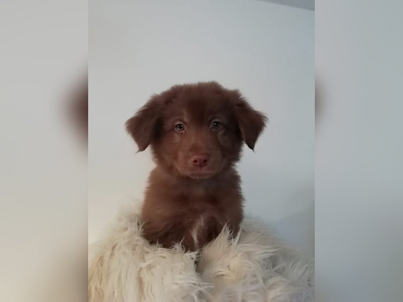 Deckrüde Bruno (7 Jahre) sucht liebevolle Partnerin – wir wünschen uns einen Welpen von ihm