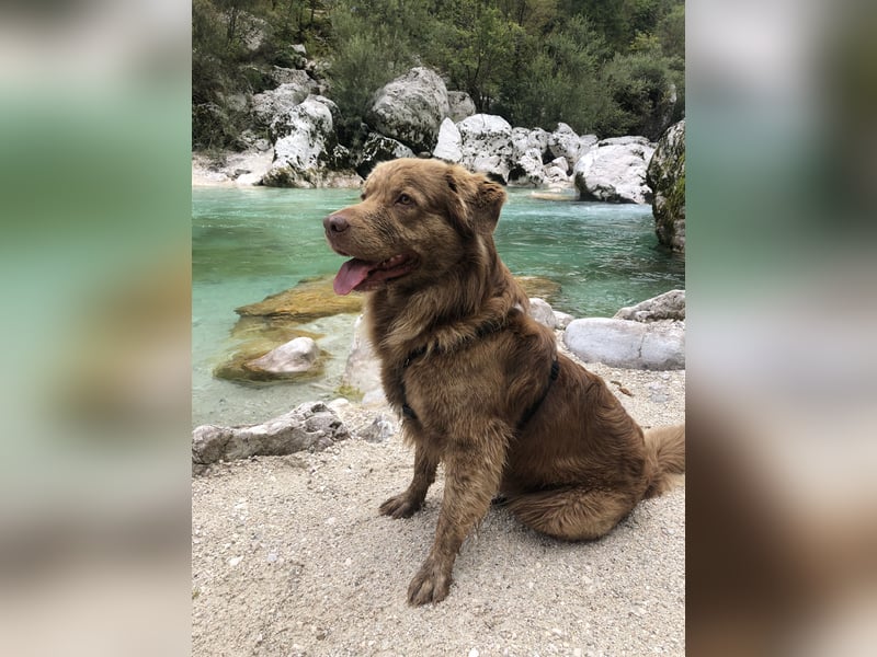 Deckrüde Bruno (7 Jahre) sucht liebevolle Partnerin – wir wünschen uns einen Welpen von ihm