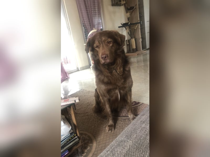 Deckrüde Bruno (7 Jahre) sucht liebevolle Partnerin – wir wünschen uns einen Welpen von ihm