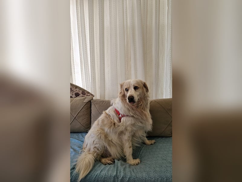 Goldie sucht ein Zuhause oder eine Pflegestelle