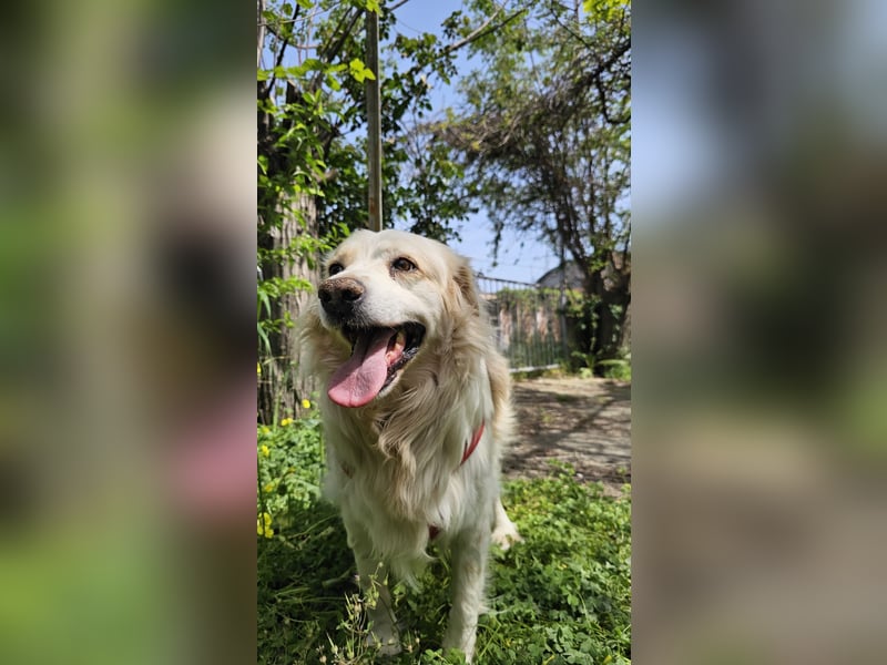 Goldie sucht ein Zuhause oder eine Pflegestelle