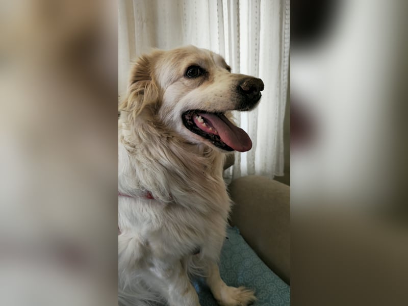 Goldie sucht ein Zuhause oder eine Pflegestelle