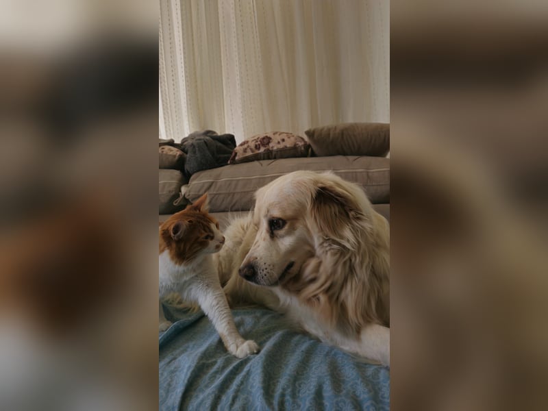 Goldie sucht ein Zuhause oder eine Pflegestelle