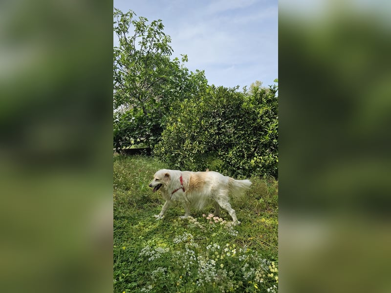Goldie sucht ein Zuhause oder eine Pflegestelle