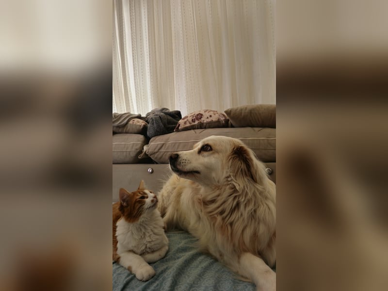 Goldie sucht ein Zuhause oder eine Pflegestelle