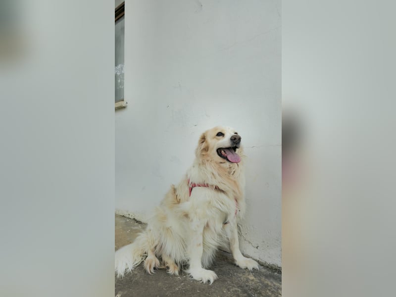 Goldie sucht ein Zuhause oder eine Pflegestelle