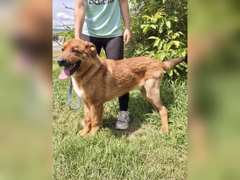 Lieber Golden Retriever Harzer Fuchs ähnl. Jungrüde, ca. 1Jahr, kastriert