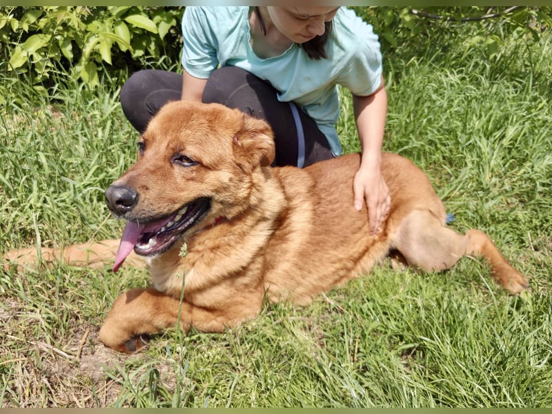 Lieber Golden Retriever Harzer Fuchs ähnl. Jungrüde, ca. 1Jahr, kastriert