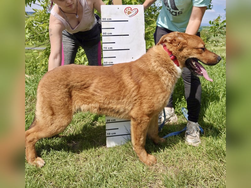 Lieber Golden Retriever Harzer Fuchs ähnl. Jungrüde, ca. 1Jahr, kastriert