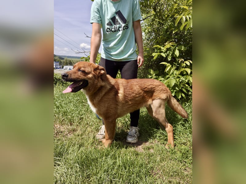 Lieber Golden Retriever Harzer Fuchs ähnl. Jungrüde, ca. 1Jahr, kastriert