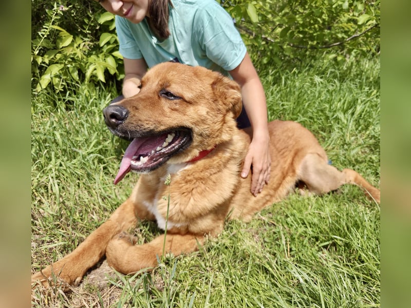 Lieber Golden Retriever Harzer Fuchs ähnl. Jungrüde, ca. 1Jahr, kastriert