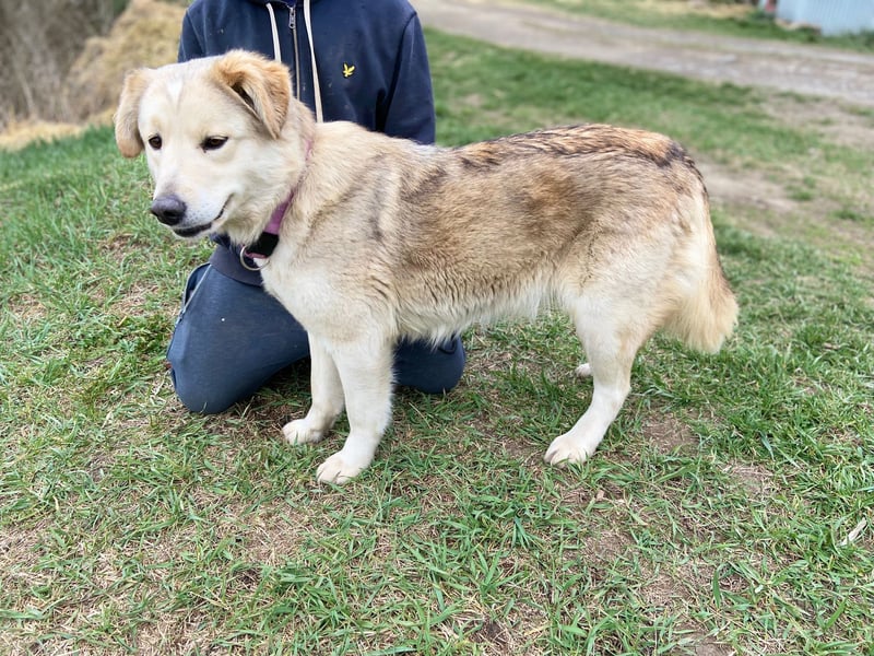 Herzensgute, gepflegte Golden Retriever ähnl. Hündin , 2J., kastriert
