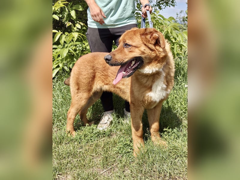 Lieber Golden Retriever Harzer Fuchs ähnl. Jungrüde, ca. 1Jahr, kastriert