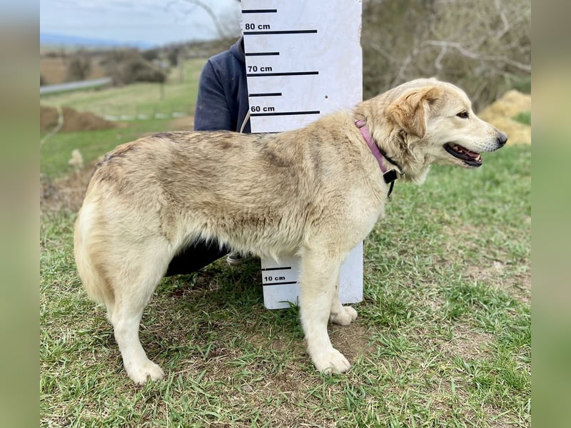 Herzensgute, gepflegte Golden Retriever ähnl. Hündin , 2J., kastriert