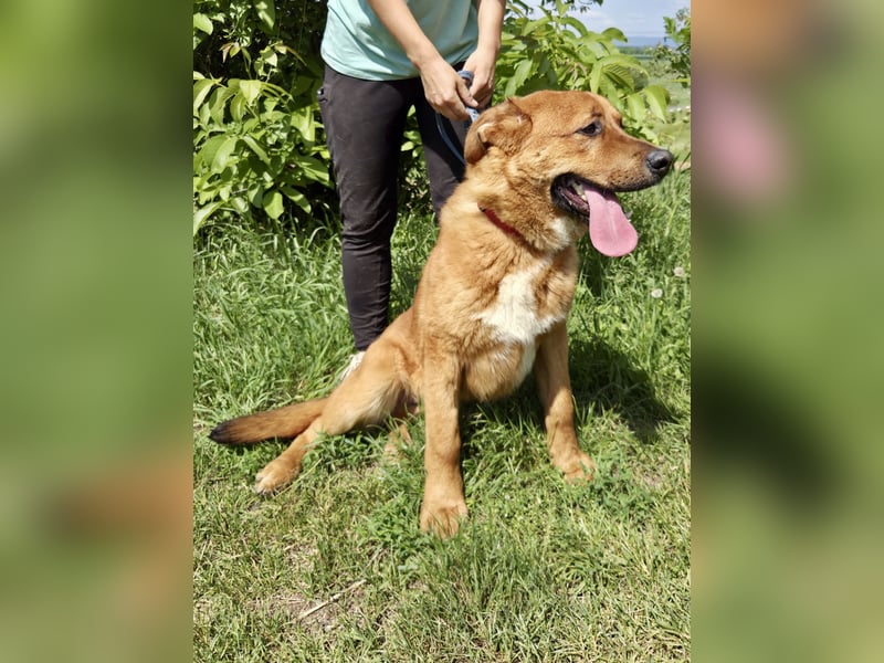 Lieber Golden Retriever Harzer Fuchs ähnl. Jungrüde, ca. 1Jahr, kastriert