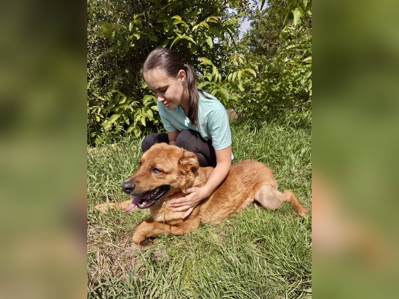 Lieber Golden Retriever Harzer Fuchs ähnl. Jungrüde, ca. 1Jahr, kastriert