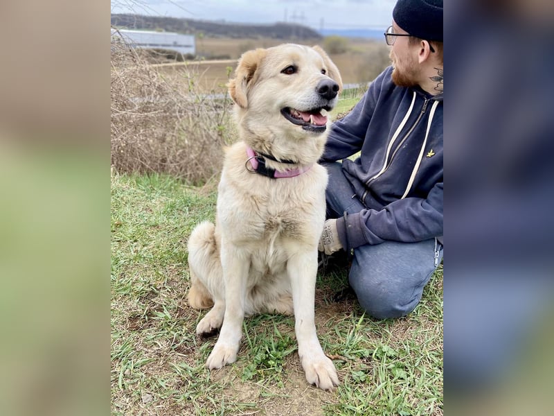 Herzensgute, gepflegte Golden Retriever ähnl. Hündin , 2J., kastriert