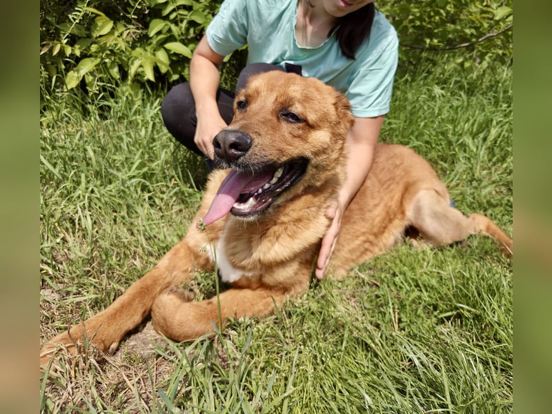 Lieber Golden Retriever Harzer Fuchs ähnl. Jungrüde, ca. 1Jahr, kastriert