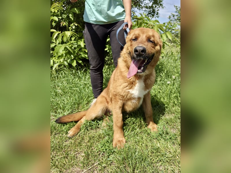Lieber Golden Retriever Harzer Fuchs ähnl. Jungrüde, ca. 1Jahr, kastriert