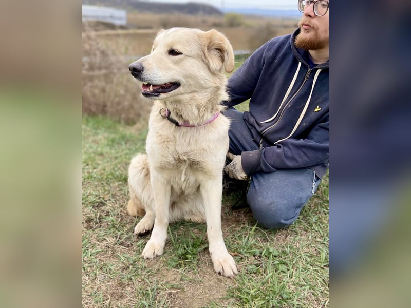 Herzensgute, gepflegte Golden Retriever ähnl. Hündin , 2J., kastriert
